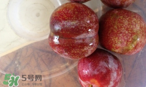 三華李是寒性還是熱性水果？三華李是涼性水果嗎