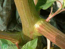 莧菜桿能吃嗎？莧菜桿子可以吃嗎？