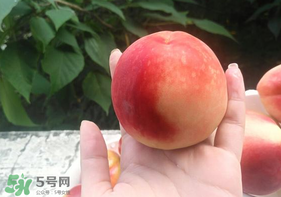 毛桃怎么保存？毛桃可以放冰箱？