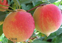 毛桃的皮能吃嗎？毛桃皮可以吃嗎？