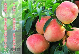 毛桃和西瓜能一起吃嗎？毛桃和西瓜能同時吃嗎？