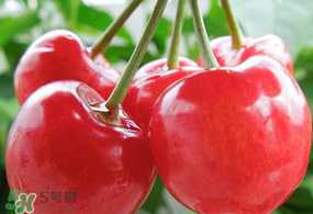杏和櫻桃能一起吃嗎?杏能和櫻桃一起吃嗎？