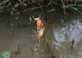 釣龍蝦用什么肉？釣龍蝦用什么肉是最厲害的？
