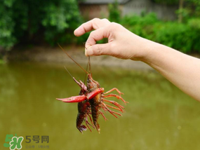 釣龍蝦用什么肉？釣龍蝦用什么肉是最厲害的？