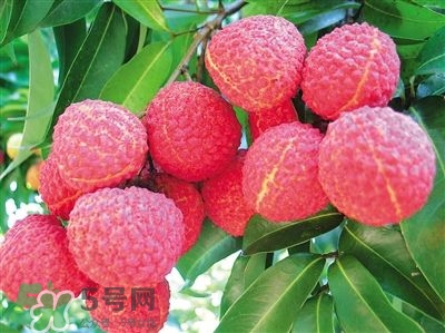 荔枝是幾月份的水果？荔枝是上火的嗎？