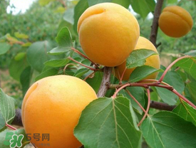 新鮮杏子可以放冰箱嗎？新鮮杏子怎么保存？