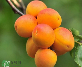 新鮮杏子可以放冰箱嗎？新鮮杏子怎么保存？