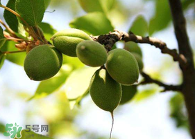 青杏怎么腌制？腌制青杏用糖比例