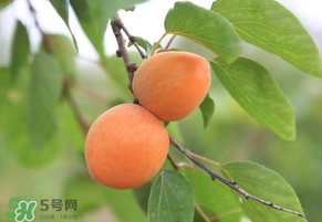 黃杏孕婦可以吃嗎？孕婦可以吃黃杏嗎？