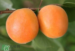 杏為什么不能多吃？杏為什么傷人?