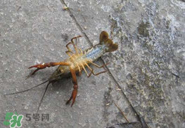 釣小龍蝦用什么餌？釣小龍蝦用什么誘餌最好？