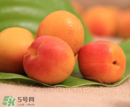 杏子可以空腹吃嗎？空腹能吃杏子嗎？