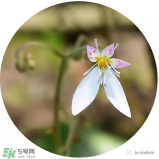 lululun plus面膜怎么樣？lululun plus面膜哪款好