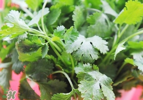 香菜是回奶的嗎？香菜是回奶還是下奶