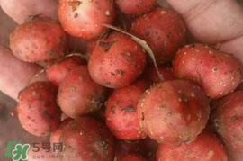 野地瓜賣多少錢一斤？野地瓜的功效與作用