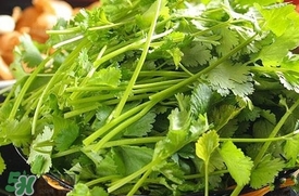 香菜是什么菜？香菜是陽(yáng)痿草嗎？
