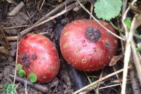 野地瓜賣多少錢一斤？野地瓜的功效與作用