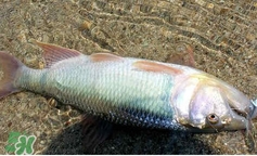 馬口魚怎么吃？馬口魚怎么做好吃？