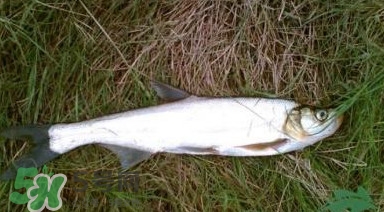翹嘴魚多少錢一斤2017？翹嘴魚價(jià)格