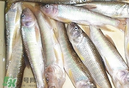 馬口魚怎么吃？馬口魚怎么做好吃？