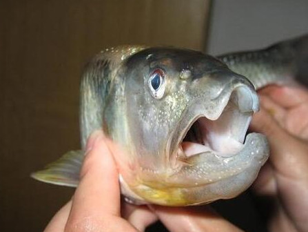 釣馬口魚(yú)用什么餌料？釣馬口魚(yú)用什么打窩？