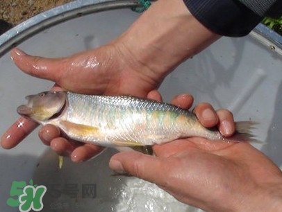 馬口魚(yú)喜歡吃什么？馬口魚(yú)一般生長(zhǎng)在什么地方