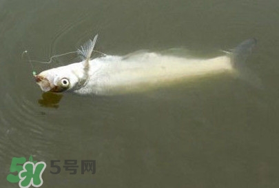 翹嘴魚怎么做好吃？翹嘴魚的做法