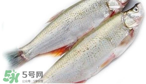 白條魚(yú)能長(zhǎng)多大？白條魚(yú)可以長(zhǎng)多大？
