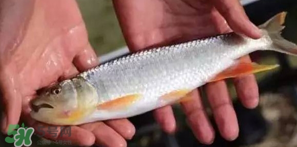 馬口魚能長多大？馬口魚最大能長多長？