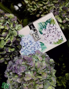 dolce gabanna杜嘉班納2017秋冬繡球花系列怎么樣_好看嗎？