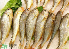 小黃魚(yú)長(zhǎng)大后會(huì)不會(huì)變成大黃魚(yú)？