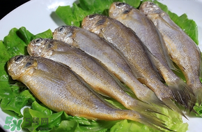 小黃魚(yú)長(zhǎng)大后會(huì)不會(huì)變成大黃魚(yú)？