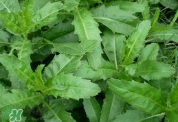 刺兒菜是蒲公英嗎？刺兒菜和蒲公英的區(qū)別