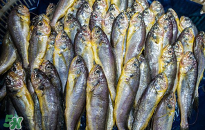 小黃魚多少錢一斤？野生小黃魚多少錢一斤？