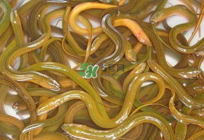 鱔魚可以養(yǎng)多久？鱔魚怎么養(yǎng)？