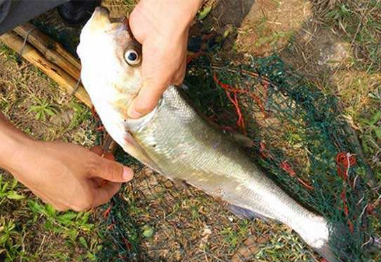 翹嘴魚是白條嗎？翹嘴魚和白條的區(qū)別