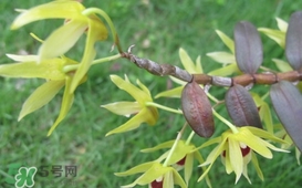 石斛花什么時(shí)候采摘？石斛花泡水喝有什么功效