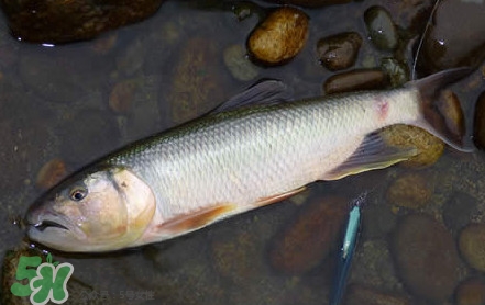 馬口魚(yú)是海魚(yú)嗎？馬口魚(yú)是什么魚(yú)