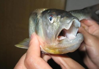 馬口魚(yú)怎么釣？馬口魚(yú)什么時(shí)候釣最好