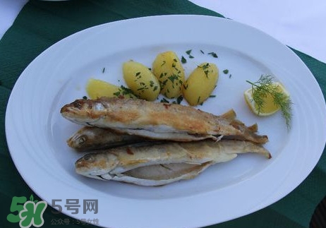 馬口魚能長多大？馬口魚最大能長多長？