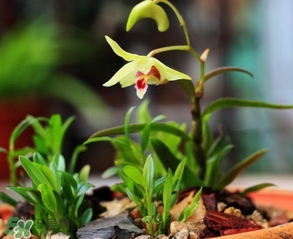鐵皮石斛怎么養(yǎng)？鐵皮石斛盆栽種植方法