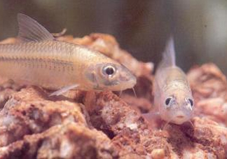 馬口魚(yú)能養(yǎng)殖嗎？馬口魚(yú)怎么養(yǎng)？