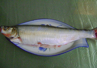 釣翹嘴魚用什么餌料好？翹嘴魚什么時(shí)候好釣