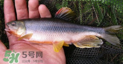 馬口魚多少錢一斤2017？野生馬口魚多少錢一斤？