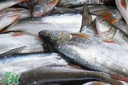 馬口魚怎么釣？馬口魚什么時候釣最好