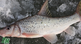 釣翹嘴魚用什么餌料好？翹嘴魚什么時候好釣