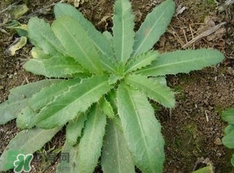 刺兒菜是蒲公英嗎？刺兒菜和蒲公英的區(qū)別