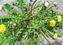 刺兒菜是蒲公英嗎？刺兒菜和蒲公英的區(qū)別