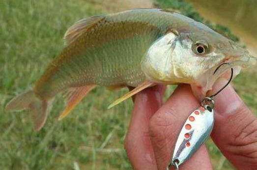 釣馬口魚(yú)用什么餌料？釣馬口魚(yú)用什么打窩？