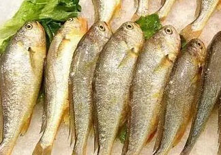 小黃魚可以養(yǎng)殖嗎？小黃魚能人工養(yǎng)殖嗎？